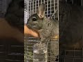 逃走したい。 チンチラ chinchilla