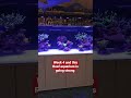 majestic 7 foot cade pro reef s2 lit by illumagic x4s and the new pixel led reef lights