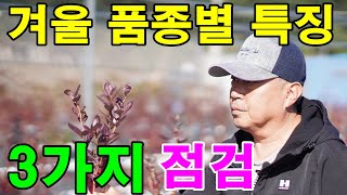 겨울철품종별특성, 품종별수확시기와 과일,