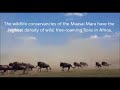 stampede wildebeest run from lions in the maasai mara