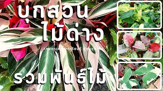 บุกสวน | รวมพันธุ์ไม้(ไม้ด่างไม้ประดับไม้มงคล)\