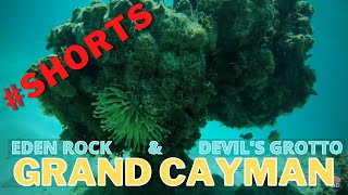 Ever seen SEA SPAGHETTI? #shorts - Eden Rock \u0026 Devil's Grotto | Snorkeling Grand Cayman | Travel