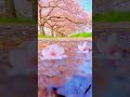 ワンカットで撮れる桜の撮り方 rkphoto 撮り方 撮影テクニック 桜