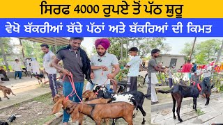 ਸਿਰਫ 4000 ਦੀ ਪੱਠ  | Longowal bakra mandi | goats goat #goat#goats @iltilanadhuri