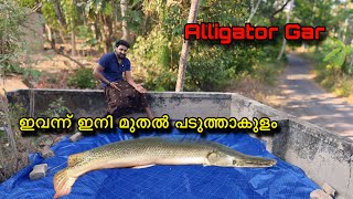 പുതിയ കുളത്തിൽ നമ്മുടെ ചെക്കൻ #alligatorfish