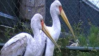 yellow-billed stork