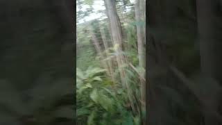 Ayam hutan,, poin perdana 2025