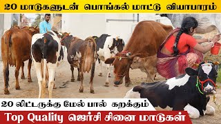 25 லிட்டர் கறவைக்கொண்ட HF மற்றும் jersey கலப்பின மாடுகள் | இந்த வாரம் 20 மாடுகள் #farmingbusiness