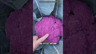 GIANT Purple Cauliflower Harvest!