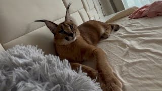 Floppa Eva is Watching a Movie : Caracal