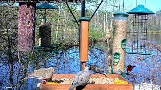 Chattering Baltimore Oriole Briefly Joins the Crowd at the Cornell Feeders | May 11, 2022