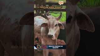 ఆ దేశానికి ఆవు జాతీయ జంతువు..? #cow #nationalanimals #facts