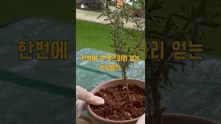 삽목없이 로즈마리 뿌리 내리는 법👍🏻 #로즈마리 #번식 #취목법