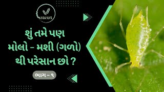 મોલો - મશી (ગળો) ના નિયંત્રણ ની સચોટ માહિતી ભાગ - ૧ | Aphid Control: Proven Techniques and Tips