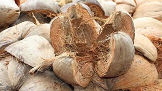 Make A Pot From Coconut Husk  -  தேங்காய் மட்டையிலிருந்து ஒரு தொட்டி