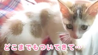 ひとりぼっちの子猫があとをついてきました♡飼い主さんとの運命の出会いの瞬間