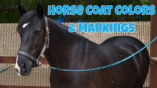 How to discern Horse Coat Colors & Markings