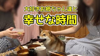 帰ってきたお姉ちゃん二人に挟まれて幸せな時間を過ごす柴犬てぃーだ　#柴犬 #柴犬てぃーだ #shiba