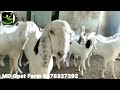 ಕೇವಲ ₹ 6500 ಸಿರೋಹಿ ಸೋಜಾತ್ ಅಜಮೀರಿ ಮೇಕೆಗಳು all goat breed just 6500 goatfarming