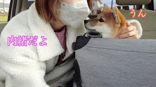 柴犬を連れてばあちゃん家にサプライズ訪問しに行きます！