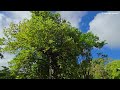 scenic morning tour throughout la digue st . andrew grenada scenic morning walk