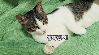 혀 집어넣는걸 깜빡한 고양이