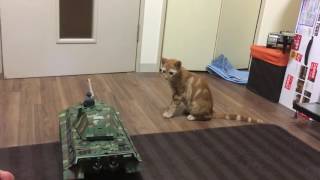 猫と戦車