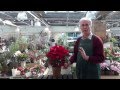 How to Care for Poinsettias from Protoleaf Channel