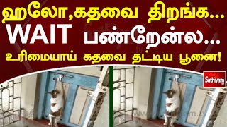 ஹலோ,கதவை திறங்க - WAIT பண்றேன்ல   உரிமையாய் கதவை தட்டிய பூனை!! | Cat | Sathiyam Tv News