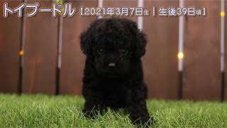 滋賀県｜トイプードル子犬｜2021.3.7生（生後39日目）①｜ブラック｜女の子｜ペットショップHUG