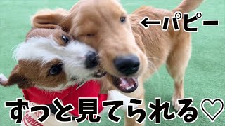 後輩の面倒見が良い我が家の弟犬/ジャックラッセルテリア/ゴールデンレトリーバー/Jack Russell Terrier playing with puppy golden retriever