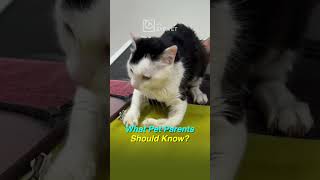 🐾 Ivermectin Toxicity in Cats & Dogs | The Eye Vet