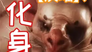 【黑猴精魄⑦】疾蝠 精魄特性与伤害测试详细报告-【化身技】 黑神话悟空  精魄  攻略