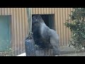 little gorilla about to throw a tantrum runs. kintaro in a light snowfall.｜momotaro family