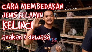 CARA MEMBEDAKAN JENIS KELAMIN KELINCI ANAKAN DAN DEWASA