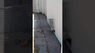 Drop Trap Compilation. We are a rescue, all of these cats were caught for adoption, TNR, treatment.