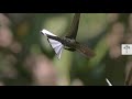 Hummingbirds in Slow-Motion  High-Speed Wings  Wild to Know