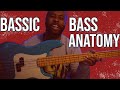 Basic Bass Anatomy