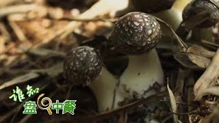 走近藏在竹林里的致富“宝贝”！探寻竹松茸的种植奥秘 丨「谁知盘中餐」20220428