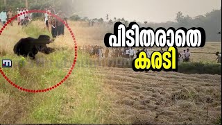 വയനാട്ടിലെ കരടി കാടുകയറുമെന്ന പ്രതീക്ഷയിൽ വനം വകുപ്പ് | Wayanad | Bear