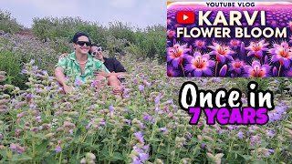 Karvi flower bloom - once in 7 years #lonavala #nature #flowerbloom #onceinalifetime #travelvlog