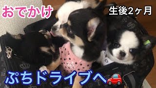 チワワの子犬 生後２ヶ月♡車に乗ったよ♪プチお出かけへ♪　Chihuahua puppies growth record.The most pretty puppies【可愛い】【犬】【dog】