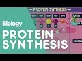 Protein Synthesis | Cells | Biology | FuseSchool
