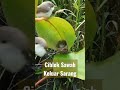 begini ciblek sawah buat sarang di alamnya ciblek shorts