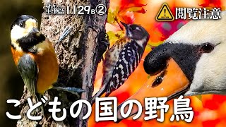 1129B②閲覧注意【癒しの鳥の鳴き声】こどもの国で野鳥撮影。ヤマガラ貯食。白鳥が鯉に餌やり?鳥語シジュウカラ蛇警戒？コゲラ捕食。猛禽類VSカラス　#身近な生き物語　#ヤマガラ　#コブハクチョウ