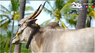 நிம்மியம்பட்டு பொல்லாதவன் 🔥Nimmiyambattu Pollathavan Bull Mass Video ❤️DSLR Camera Video 🔥