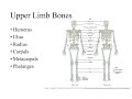 Dr. Benaduce: Introduction (Upper Appendicular Skeleton Lecture)