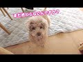 リモート会議に参加してアピールする犬がこちらｗ【トイプードル】