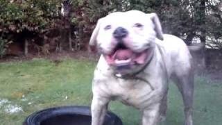 American bulldog.mp4