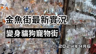 2024年4月6｜金魚街最新實況｜變身貓狗寵物街｜香港最佳打卡好去處｜打卡新熱點｜情侶好去處 ｜假日好去處｜香港好去處【廣東話｜中文字幕】